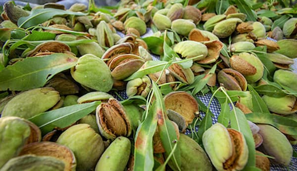 تصویر 1 از فروش مغز بادام درختی + قیمت خرید به صرفه